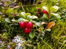 Photowalk - Graukogel - Palfnersee